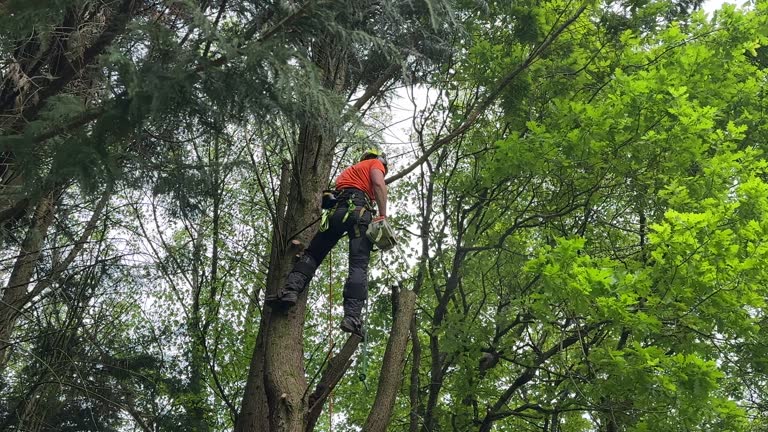 Best Palm Tree Trimming  in Turner, OR