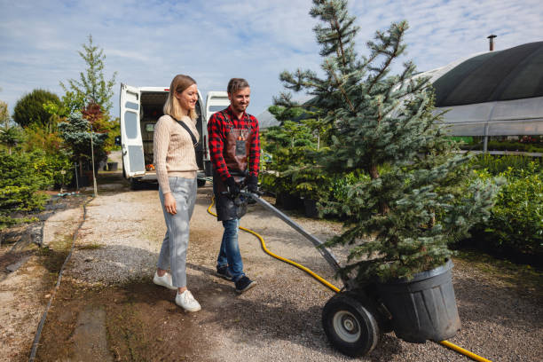 Best Lawn Disease Treatment  in Turner, OR